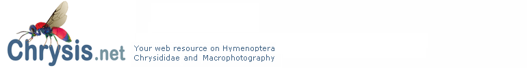 Your web resource on Hymenoptera Chrysididae and Macrophotography