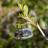 Julodis manipularis (F.) (Coleoptera, Buprestidae) [det. Maurizio Gigli]