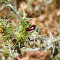 Mylabris (Zitunabris) baulnyi Mars. (Coleoptera, Meloidae) [det. Daniele Sechi ]