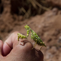 Blepharopsis mendica (F.) (Mantodea Empusidae) [det. Fabio Turchetti ]