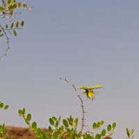 Julodis aequinoctialis aequinoctialis (Ol.) (Coleoptera, Buprestidae) in volo [det. Maurizio Gigli ]