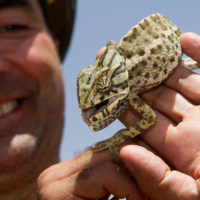 Da verde chiaro come la vegetazione, il camaleonte inizia a sviluppare qualche macchia scura