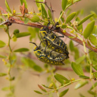 Julodis aequinoctialis aequinoctialis (Ol.) (Coleoptera, Buprestidae) in copula [det. Maurizio Gigli ]