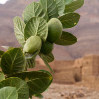 Una pianta tossica e irritante per gli occhi, Calotropis procera (Apocynaceae)