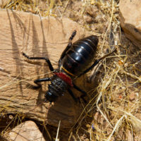 Un ortottero grande e spettacolare, Eugaster spinulosa (Orthoptera, Tettigoniidae)