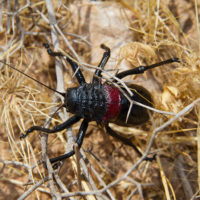 Un ortottero grande e spettacolare, Eugaster spinulosa (Orthoptera, Tettigoniidae)