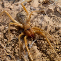 E con degli ortotteri del genere... un predatore d'eccezione, un camel spider davvero enorme: Galeodes sp. (Arachnida, Solifugae)