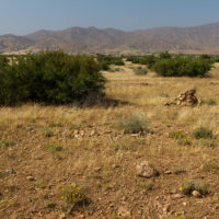 Dalle parti di Aoulouz, una distesa di cespugli di giuggiolo e un sacco di pietre da sollevare...