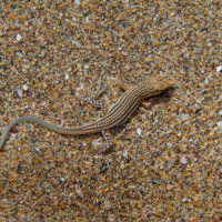 Una lucertola delle dune