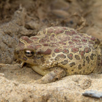 Un enorme Bufo mauritanicus (Bufonidae)