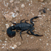 Androctonus mauritanicus (cf.), Scorpiones Buthidae