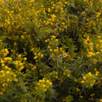 Sous-Massa National Park, Massa un cespuglio di Acacia karroo (Fabaceae), con spine anche di dieci centimetri [det. Maurizio Gigli ]