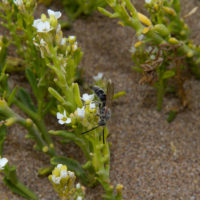 Sous-Massa National Park, Massa un maschio di Campsomeris (Hymenoptera, Scoliidae)