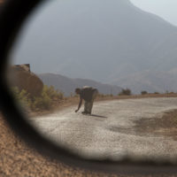 – "L'hai visto anche tu?" – "Sì, fermati!"