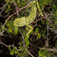 e... oppalà, un altro camaleonte! Chamaeleo chamaeleon (Reptilia, Chamaeleonidae)