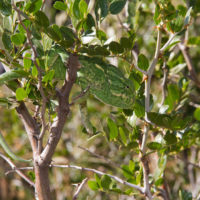 E un terzo camaleonte! Chamaeleo chamaeleon (Reptilia, Chamaeleonidae)