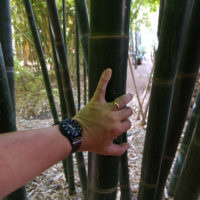 Le Jardin Majorelle, bamboo