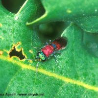 Chrysura dichroa attracted by a mixture of water+sugar+alcohol spayed on the leaves, Italy, Emilia-Romagna, Oriano (PR), summer 2001, by Gian Luca Agnoli